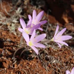 Koparmanın cezası 699 bin 245 TL