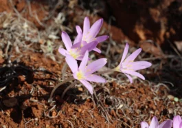 Koparmanın cezası 699 bin 245 TL