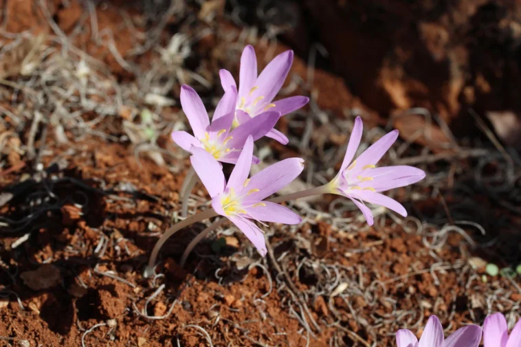 Koparmanın cezası 699 bin 245 TL