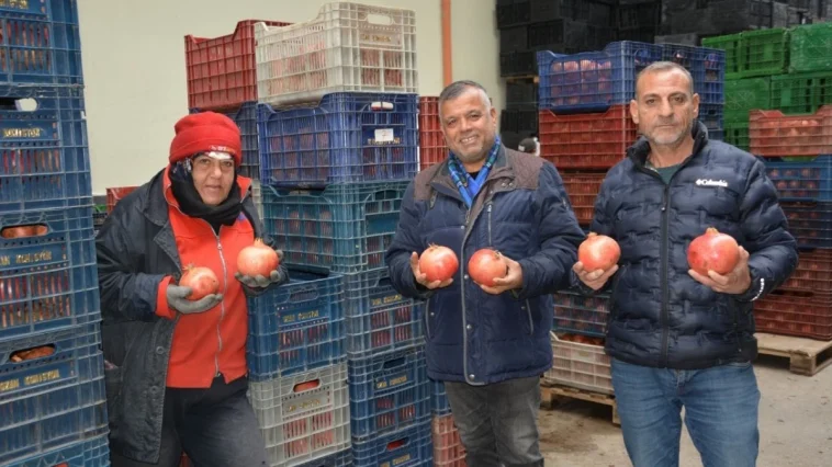 Korkuteli'nden nar ihracatı başladı