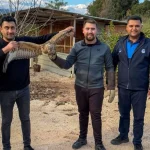 Kumluca'da yaralı atmaca tedavisi sonrası doğaya bırakıldı