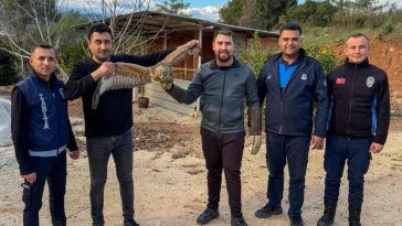 Kumluca'da yaralı atmaca tedavisi sonrası doğaya bırakıldı