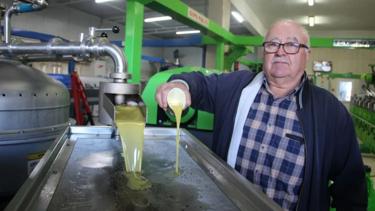 Kumluca’da zeytinyağında bereketli sezon