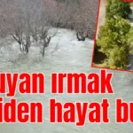Kuruyan ırmak yeniden hayat buldu