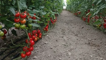 Seralara yıkım ertelemesi