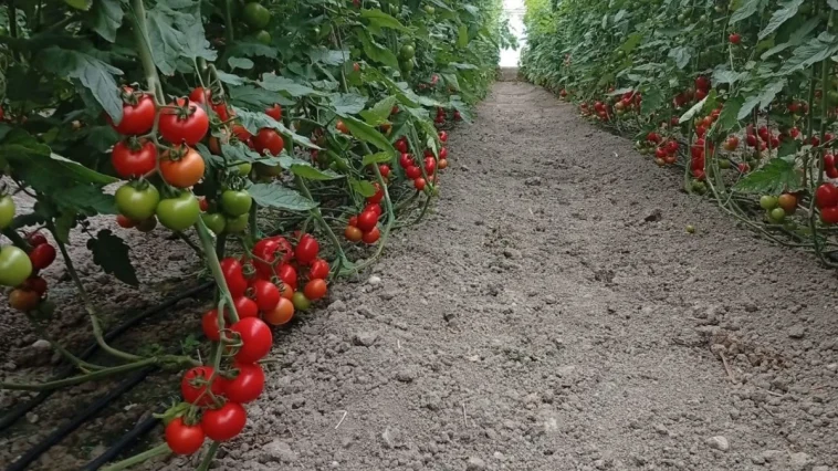 Seralara yıkım ertelemesi