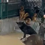 Serik’te mahsur kalan 4 köpek kurtarıldı