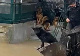Serik’te mahsur kalan 4 köpek kurtarıldı