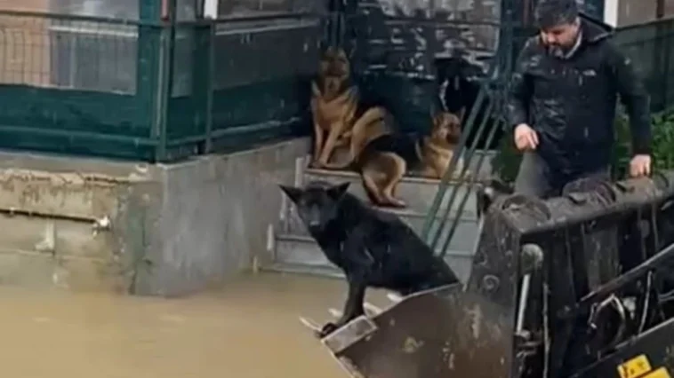 Serik’te mahsur kalan 4 köpek kurtarıldı