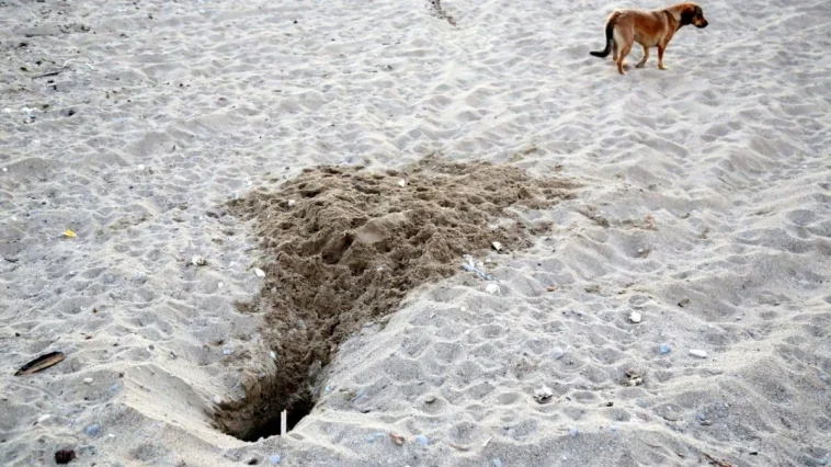 Tatilcilerin bıraktığı köpekler caretta yuvalarını yok ediyor