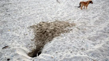 Tatilcilerin bıraktığı köpekler caretta yuvalarını yok ediyor