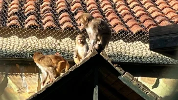 Terminalde koli içinde yakalandı 'Fıstık' ismi verilip yeni hayatına başladı
