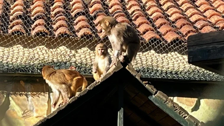 Terminalde koli içinde yakalandı 'Fıstık' ismi verilip yeni hayatına başladı