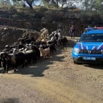 Yağışta kaybolan 55 küçükbaş hayvan bulunarak sahiline teslim edildi