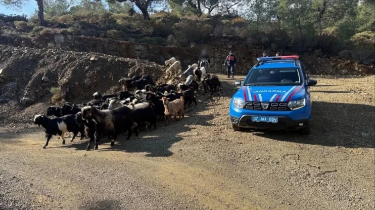 Yağışta kaybolan 55 küçükbaş hayvan bulunarak sahiline teslim edildi