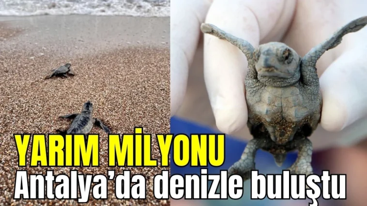 Yarım milyonu Antalya'da denizle buluştu