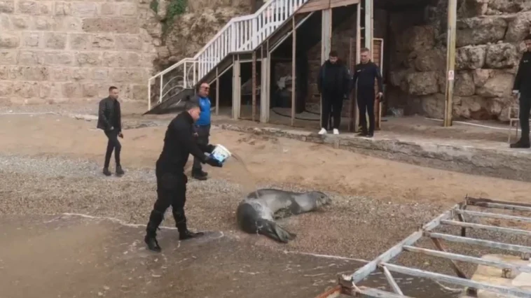 Yunanistan’dan Antalya’ya gelen Akdeniz foku denize salındı