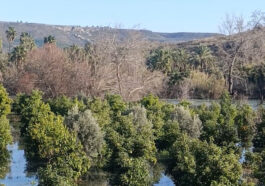 Irmak taştı, şantiye ile narenciye bahçelerini su bastı