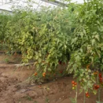 Aksu'da sel, hortum ve doludan 500 çiftçi zarar gördü