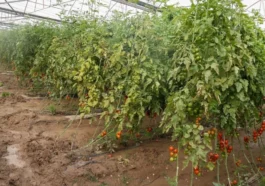 Aksu'da sel, hortum ve doludan 500 çiftçi zarar gördü