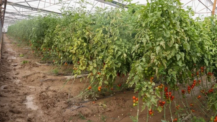 Aksu'da sel, hortum ve doludan 500 çiftçi zarar gördü