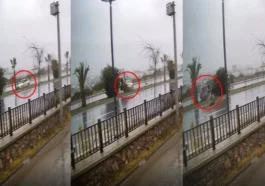 Alanya'da kontrolden çıkan otomobil refüjdeki ağaca çarparak ters döndü