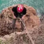 Falezlerde mahsur kalan kediyi film gibi operasyonla kurtardılar