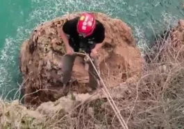 Falezlerde mahsur kalan kediyi film gibi operasyonla kurtardılar