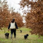 ARCADIA BAĞLARI’NDA KIŞ TRÜFÜ SEZONU BAŞLADI