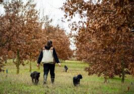 ARCADIA BAĞLARI’NDA KIŞ TRÜFÜ SEZONU BAŞLADI