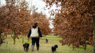 ARCADIA BAĞLARI’NDA KIŞ TRÜFÜ SEZONU BAŞLADI