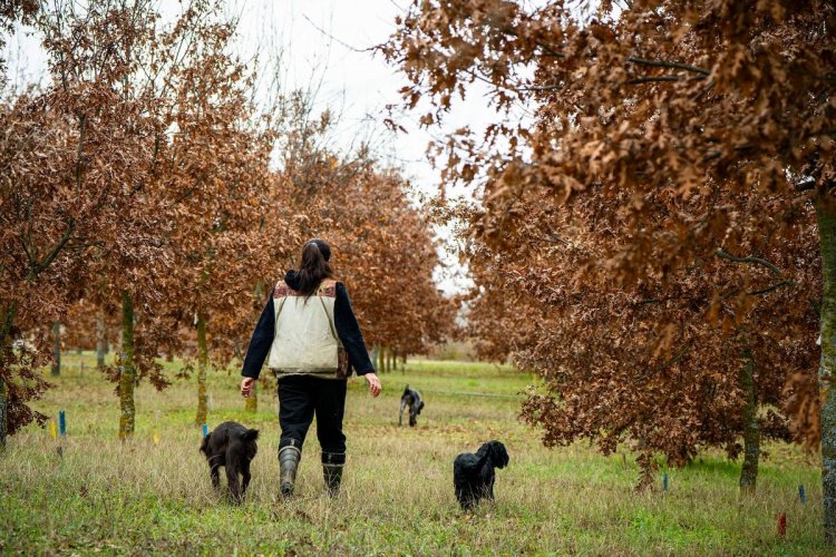 ARCADIA BAĞLARI’NDA KIŞ TRÜFÜ SEZONU BAŞLADI