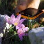 Kaçak söküm karasal orkideleri yok ediyor