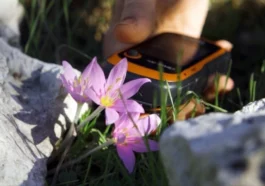 Kaçak söküm karasal orkideleri yok ediyor