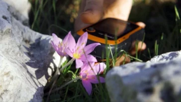 Kaçak söküm karasal orkideleri yok ediyor