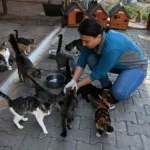 Kemer Belediyesi’nden sokak hayvanlarına yoğun mesai