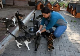 Kemer Belediyesi’nden sokak hayvanlarına yoğun mesai