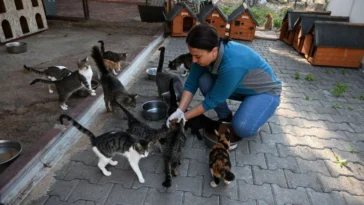 Kemer Belediyesi’nden sokak hayvanlarına yoğun mesai