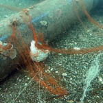 Temizlenen hayalet ağlar ile 1,5 milyon deniz canlısı kurtarıldı