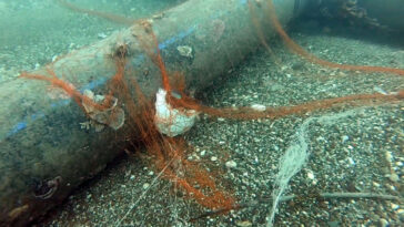 Temizlenen hayalet ağlar ile 1,5 milyon deniz canlısı kurtarıldı