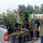 Alanya'da 5 bin keçiboynuzu fidanı dağıtıldı