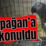 Antalya'da ‘papağan’a el konuldu