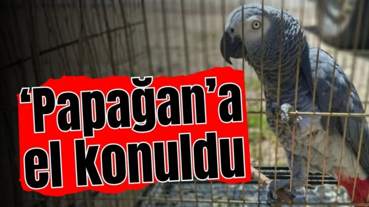 Antalya'da ‘papağan’a el konuldu