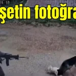 Antalya'da vahşetin fotoğrafı!