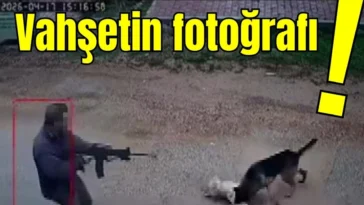 Antalya'da vahşetin fotoğrafı!