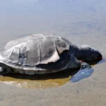 Gazipaşa'da ölü caretta caretta sahile vurdu