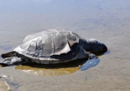 Gazipaşa'da ölü caretta caretta sahile vurdu