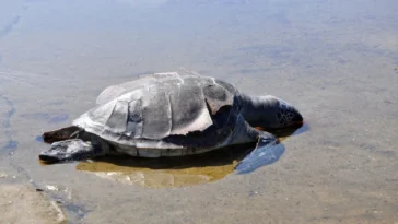 Gazipaşa'da ölü caretta caretta sahile vurdu