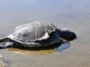 Gazipaşa'da ölü caretta caretta sahile vurdu