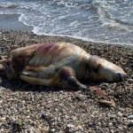 Gazipaşa'da deniz kaplumbağası ölüsü sahile vurdu